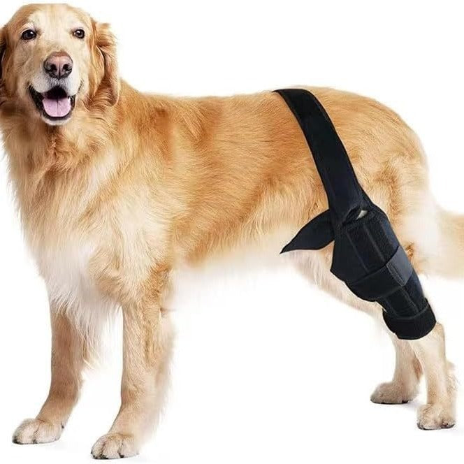 Dog Health & Recovery