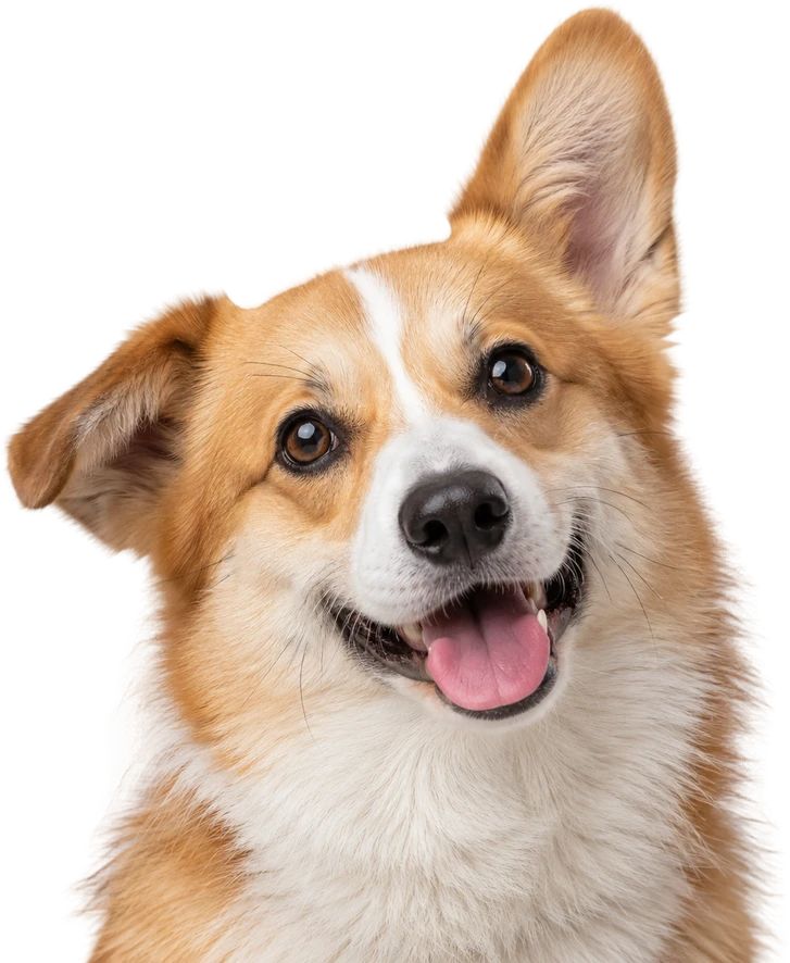 A happy smiling corgi - Gentle Pets